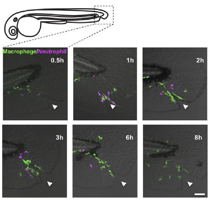 Time-lapse sequence of macrophages and neutrophils migrating to a wound in zebrafish