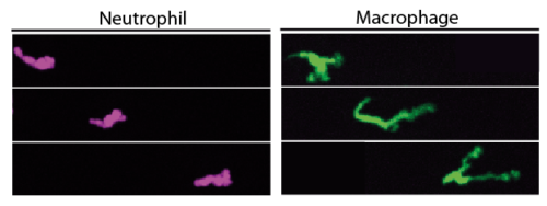 Set of pictures showing a neutrophil and a macrophage moving