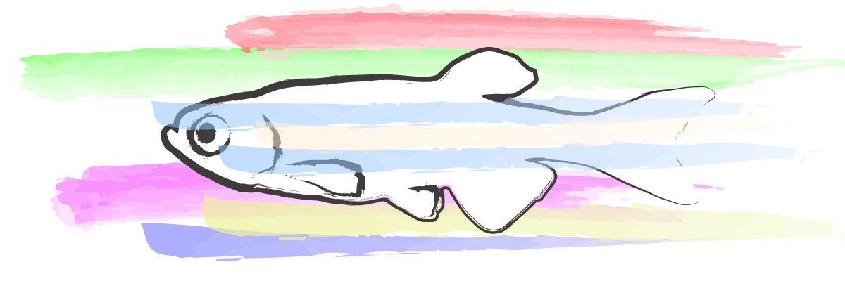 Drawn zebrafish with watercolors