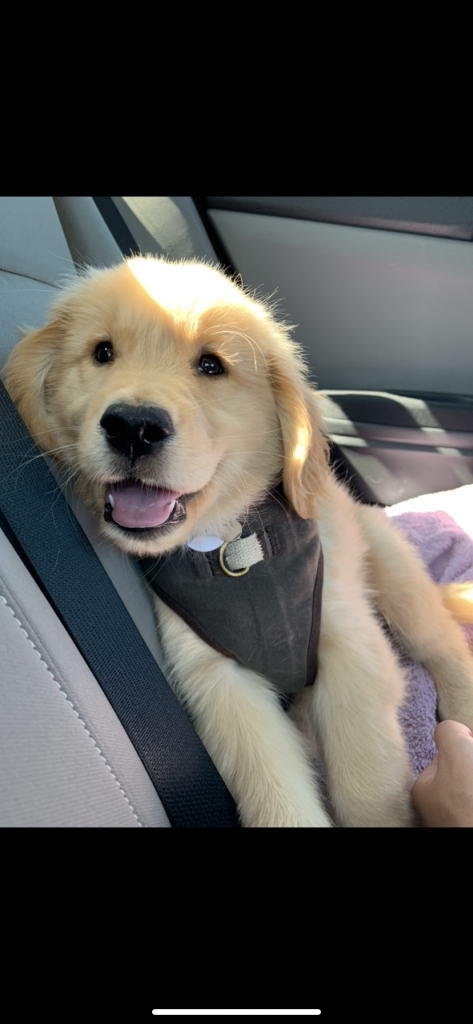 yellow lab puppy in the car