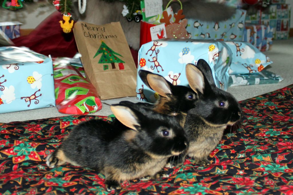 2 black and brown rabbits