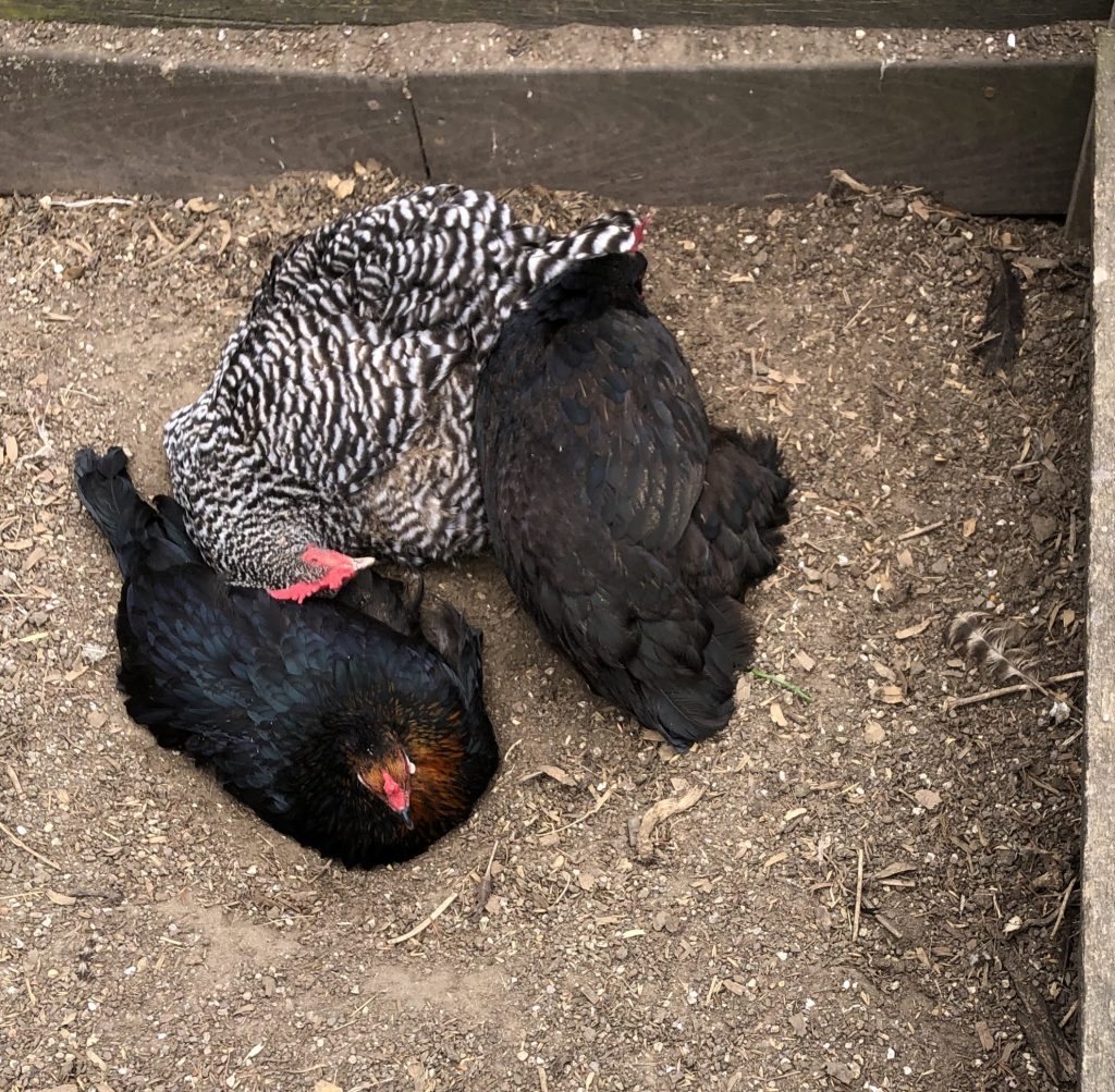 chickens