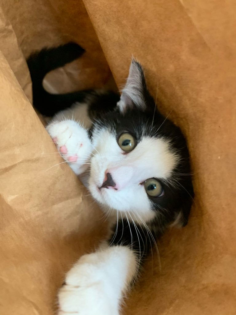 black and white cat in a bag