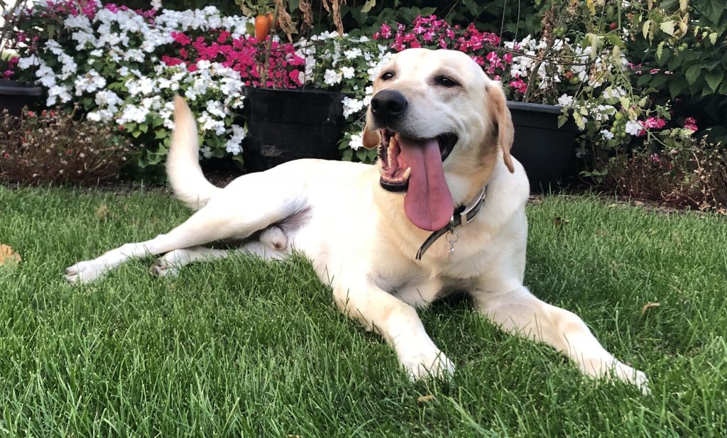 yellow lab laying in grass