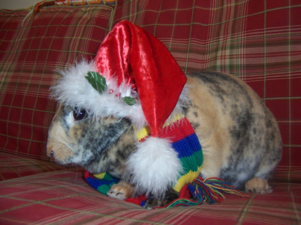brown and black rabbit with a santa hat on