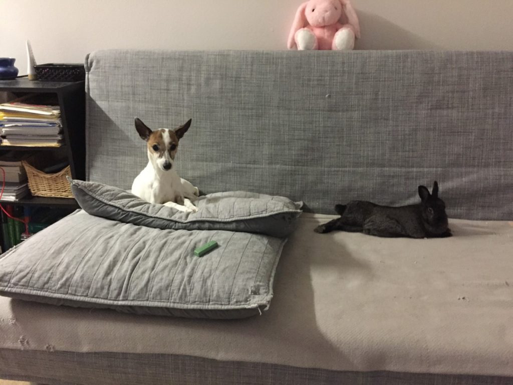 a dog and black bunny on a couch