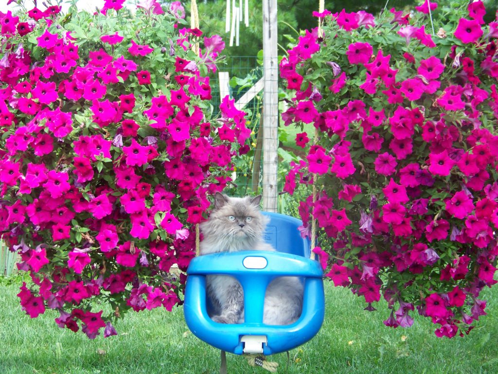 gray cat in a baby swing