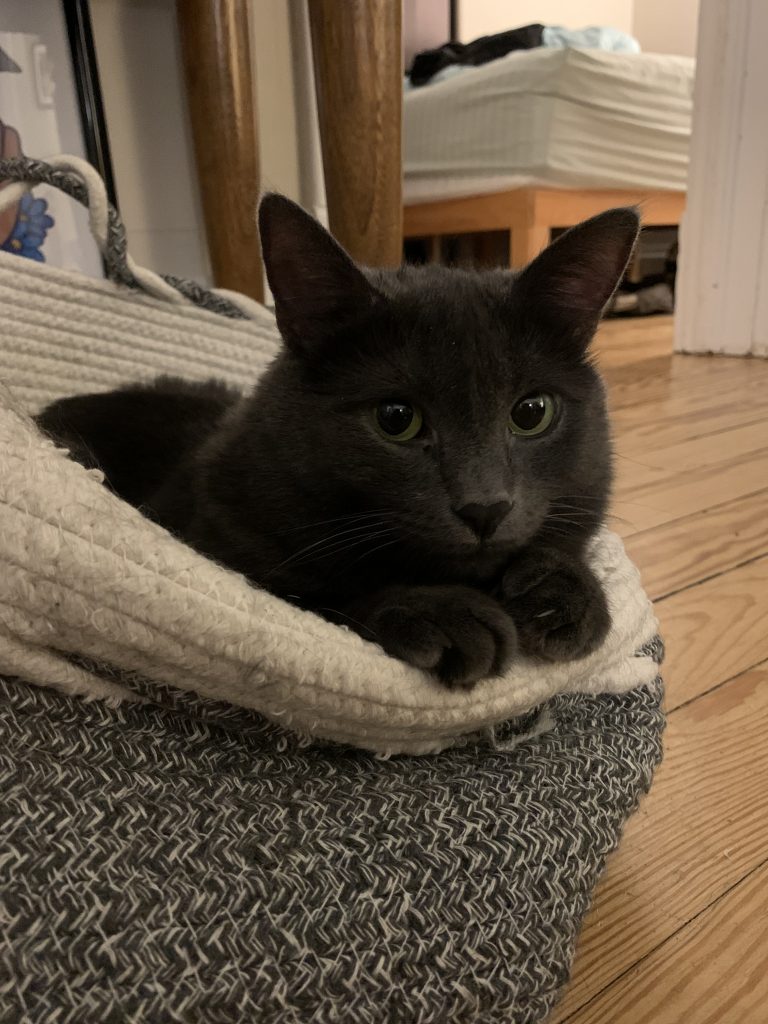 black cat in a basket