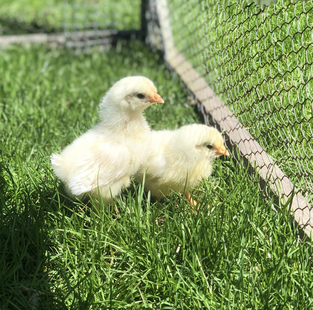 2 chicks