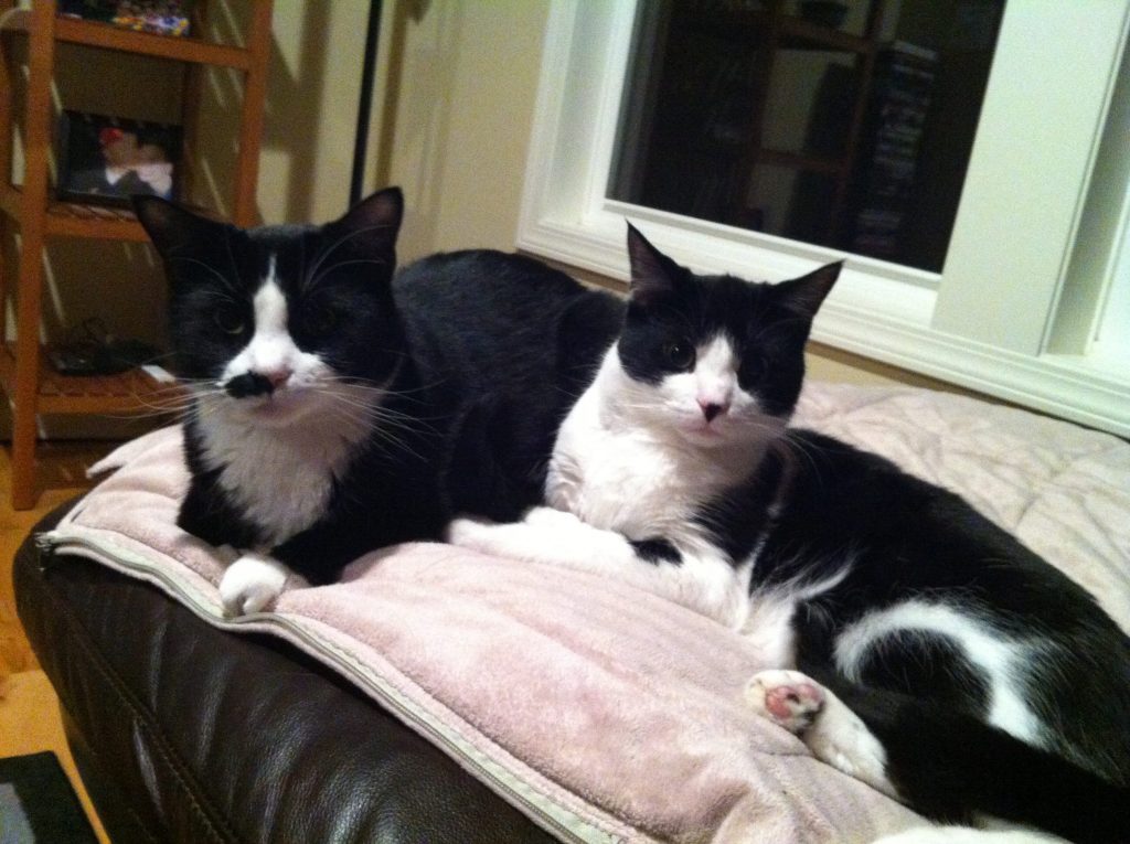 2 tuxedo cats snuggling