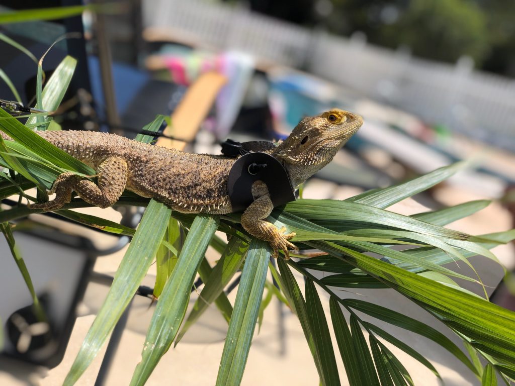 iguana on a plant