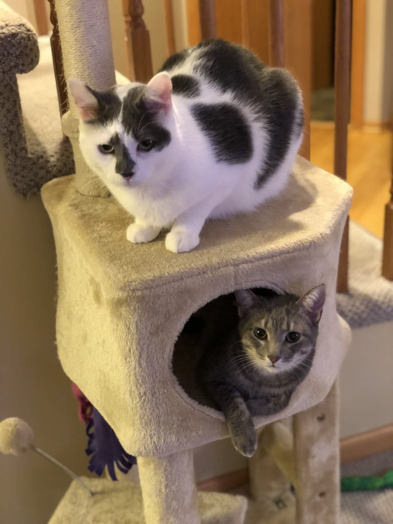 2 cats in a cat tree