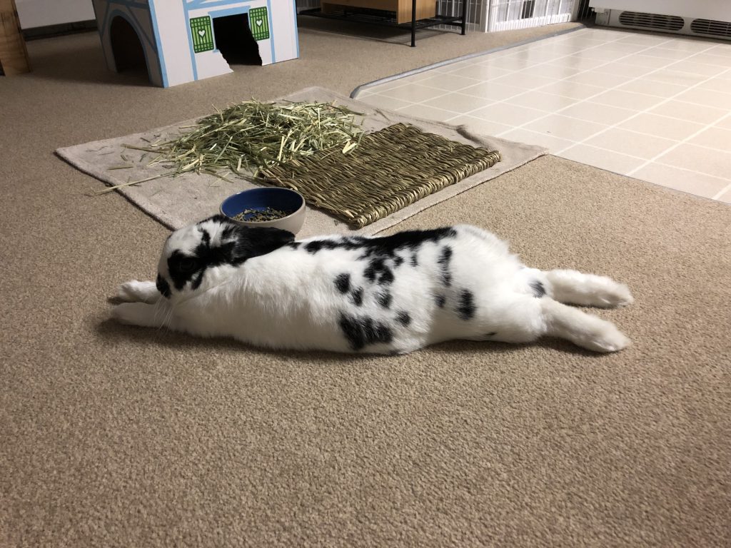 black and white bunny on the floor
